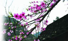 Xuân mới ở bản Mường Nhé